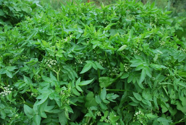 Helosciadium nodiflorum (= Apium nodiflorum)